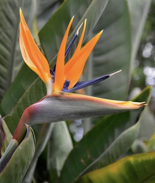 Sterilitzia Reginae